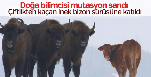 Çiftlikten kaçan inek bizon sürüsüne katıldı