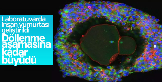 İnsan yumurtası ilk kez yumurtalığın dışında incelendi