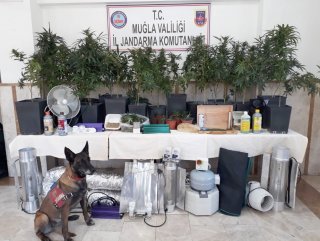 Uyuşturucu üretmek için evini seraya çevirdi