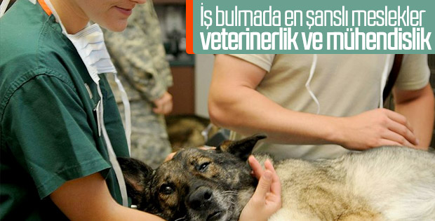 Veteriner ve mühendisler daha kolay iş buluyor
