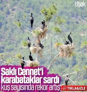 'Saklı Cennet'te kuş sayısında rekor artış