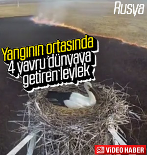 Rusya'da leylek yangın ortasında yumurtladı