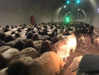 Şırnak'da göçerlerin zorlu yayla yolculuğu