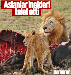 Kamerun'da kenti kaçak aslan korkusu sardı