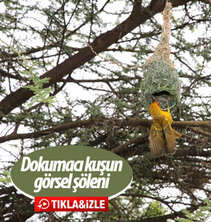Dokumacı kuşlar mühendis gibi yuva yapıyor
