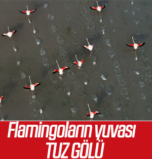 Tuz Gölü'nde flamingoların görsel şöleni