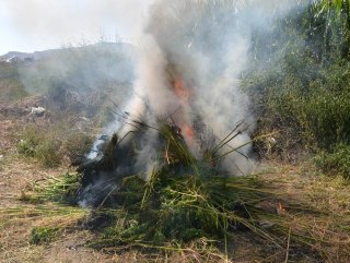Erzincan’da 981 kök kenevir yakılıp imha edildi