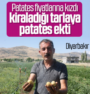 Diyarbakır'da halk 1 liraya yesin diye patates ekti