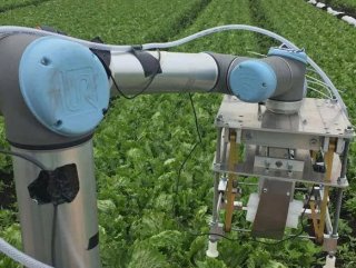 Yapay zekaya sahip, marul toplayabilen sebze robotu