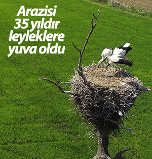 Arazisini leyleklere yuva yaptı