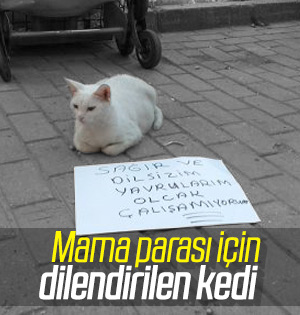 Bursa'da hamile kedi için döviz hazırlandı
