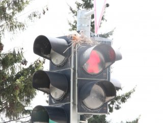 Çorum'da trafik lambasına yuva yapan kumru