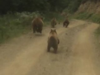 Yayladan dönen iki arkadaş yolda ayı ailesiyle karşılaştı