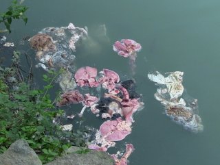 Artvin'de baraj gölü hayvan atıklarıyla doldu