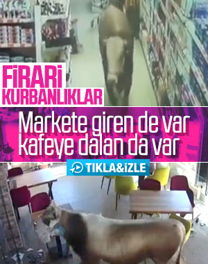 Kurban Bayramı'nın firari hayvanları