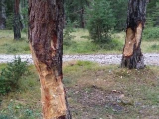 Sinop'ta piknik yapan vatandaşlar ağaçlara zarar verdi