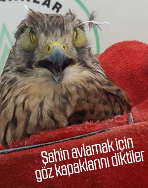 Şahin avı için kerkenezin göz kapaklarını diktiler