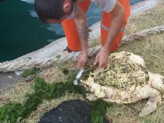 Yosun bağlamış caretta caretta kurtarıldı