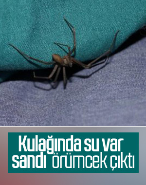 Kulağındakini su zannetti, örümcek çıktı