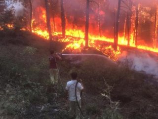 Uşak'ta orman yangını