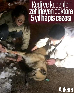 Kedi ve köpekleri zehirleyen doktora cezada indirim yok