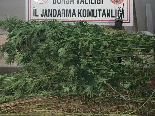 Bursa'da 48 kök kenevir ele geçirildi: 2 gözaltı