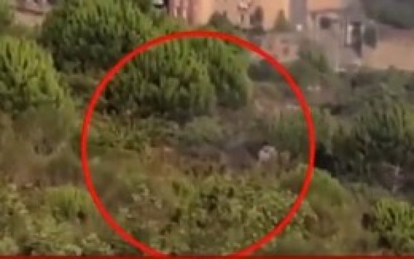 Pendik teki orman yangınında 1 gözaltı #1