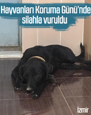 Dünya Hayvanları Koruma Günü'nde köpeğe ateş ettiler