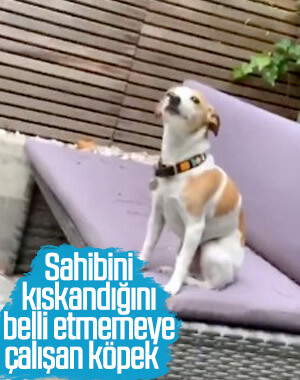 Sahibini kıskanıp çaktırmamaya çalışan köpek