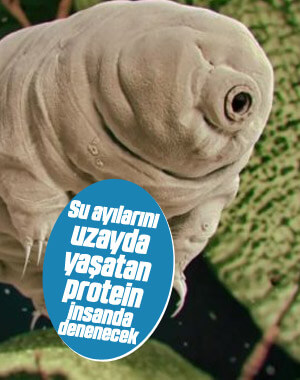 Su ayılarının dayanıklılık sırrı, insanlarda denenecek