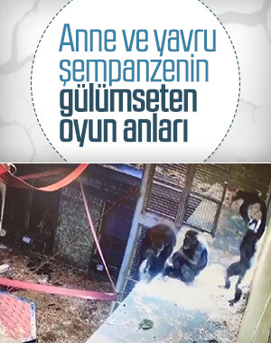 Anne şempanzenin yavrusuyla oyunu