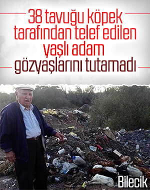 Yaşlı adamın tavukları köpekler tarafından telef edildi
