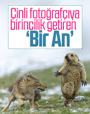 Yılın Vahşi Yaşam Fotoğrafçısı belli oldu