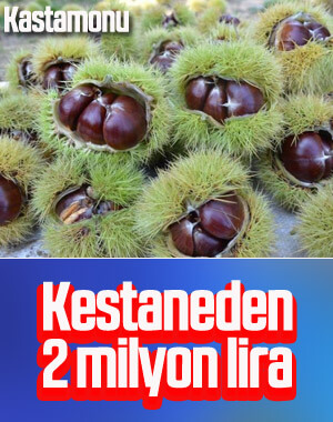 Kastamonu'da kestane gelir kapısı