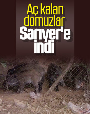 Domuz sürüsü Sarıyer'e indi