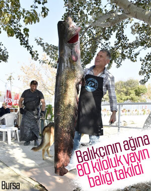 Bursa'da balıkçıların ağına takılan 80 kiloluk balık