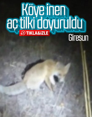 Giresun'da aç kalan tilkiye sahip çıktılar