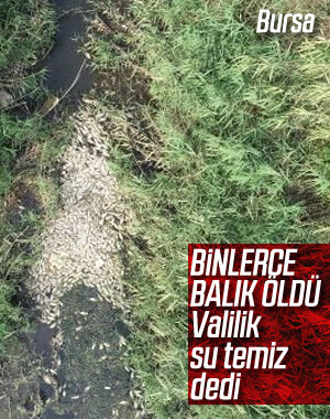 Bursa'da toplu balık ölümleri
