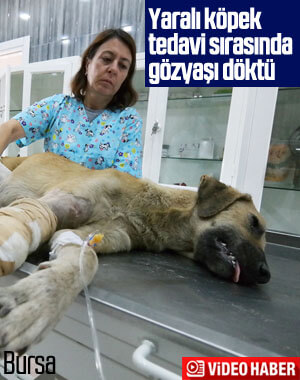 Bursa'da araç çarpan yaralı köpek ameliyat edildi