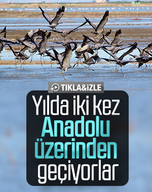 Türkiye'de turnaların göç şöleni