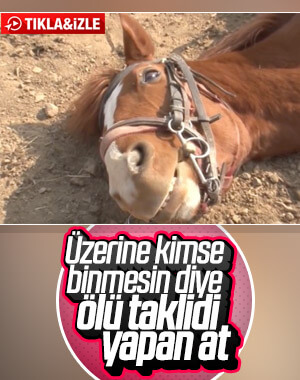 Ölü taklidi yapan at