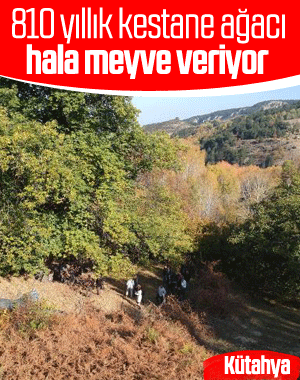 Kütahya'da 800 yıllık kestane ağacından hasat etkinliği