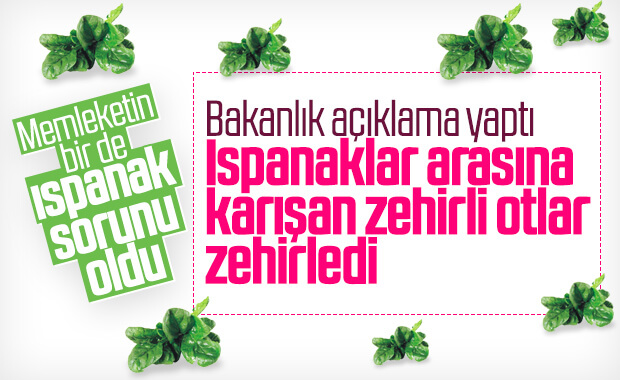 İstanbul'da ıspanaktan zehirlenenlerin sayısı artıyor