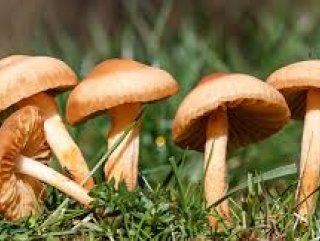 Muğla'da zehirli mantarı yiyen kadın yaşamını yitirdi