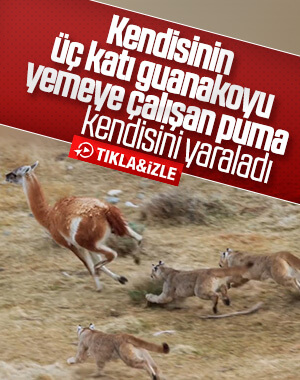Guanakoyu yemeye çalışan puma