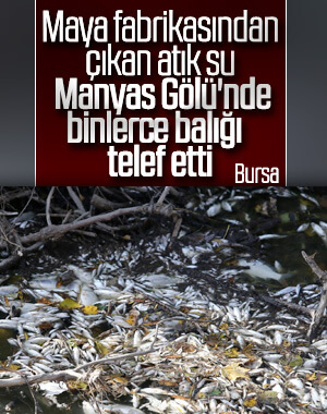 Manyas'tan doğan Kara Dere’de binlerce balık öldü