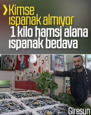 Giresun'da bir kilo hamsi alana ıspanak bedava