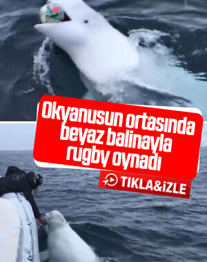 Beyaz balinayla rugby oynadı