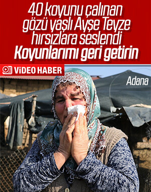 Adana'da 40 koyunu çalınan Ayşe Teyze hırsızlara yalvardı
