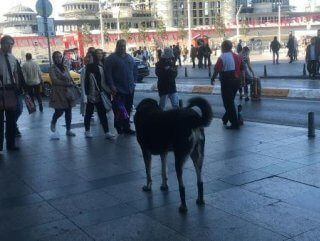 Taksim'deki sokak köpeği yoldan geçen kişiyi ısırdı